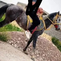 یک عدد اسب مادیون