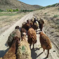 میش و بره برای قربانی همراه با قصاب