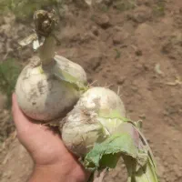 موسیر|عمدهفروشی|بهار, |دیوار