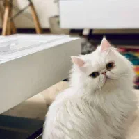 گربه پرشین سوپر فلت آرام
