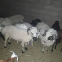 دو عدد بره نر
