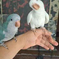 جفت راهب