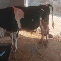 گوساله نر
