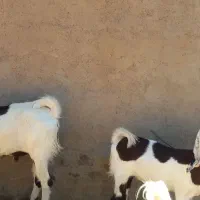 نر بز