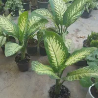 حراج گل آپارتمانی به قیمت ۱۰۰الی۳۰۰