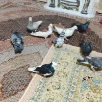 11عدد گفتر