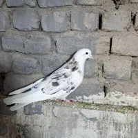 کبوتر