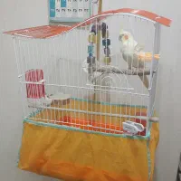 فروش قفس پرنده با عروس