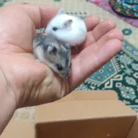 همستر|موش و خرگوش|میاندوآب, |دیوار