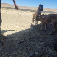سگ افغان ماهه