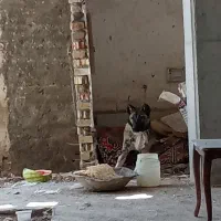 واگذاری سگ اصل سراب