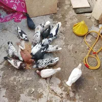 کفتر|پرنده|مشهد, موعود|دیوار