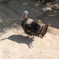 ۲ بوقلمون ۱ نر  و ۱ ماده