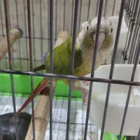 طوطی گیرینچیک