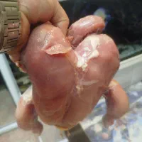 غذای سگ و گربه