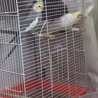 عروس هلندی نر و ماده
