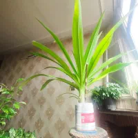 گل سوسن عنکبوتی نژاد کمیاب و به شرط