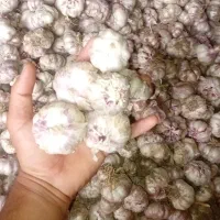 سیر کویر