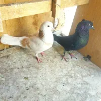 کفتر