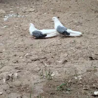 پشت سبز بلند تهرونی کفتر
