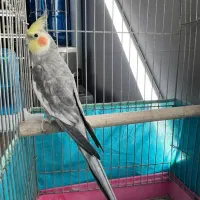 عروس هلندی