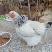 مرغ برهما