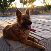 سگ ژرمن