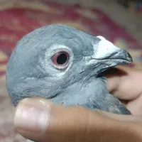 چهار عدد کفتر فروشی