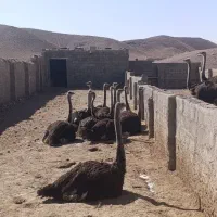 شترمرغ پرواری