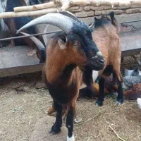 نر بزغاله نژاد آلپاین