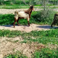 نژدی توخمی|حیوانات مزرعه|اندیمشک, |دیوار