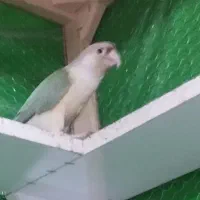 گرینچیک فنچ کوتوله طوطی