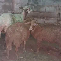 گوسفند  مادردوقلوزابره های دوقلو ماده شیر مست