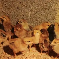 «جوجه محلی ۱۰ روزه اصل»