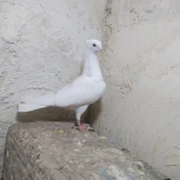 کبوتر