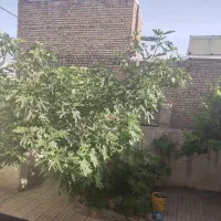 خانه کلنگی در چمگردان