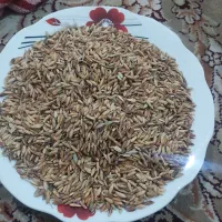 حمیدیه|خدمات باغبانی و درختکاری|حمیدیه, |دیوار
