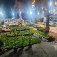 سبزه ماهی سفره هفت سین  گیاه تنگ