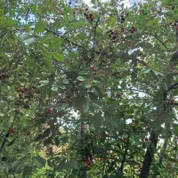 اجاره آلبالو اسرائیلی و معمولی