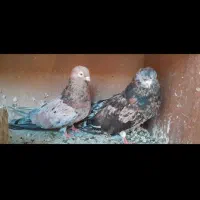 کبوتر سرور نوک قنار