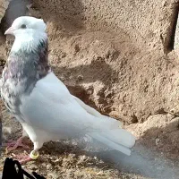 کبوتر