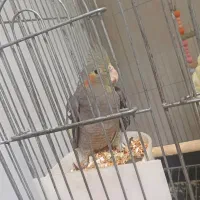 دوتا عروس