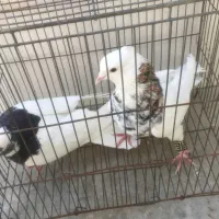طوق شازده ای جوان نرو ماده