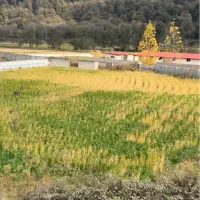 زمین-کشاورزی-حاشیه-جاده-هراز