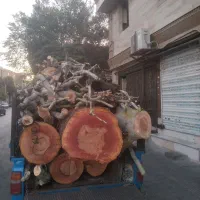 خریدارچوب وتنه درخت