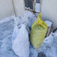 کوت یا زیل کبوتر