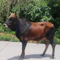 ورزا کوله آث گاو نر گوساله