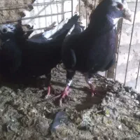 سلام وقت بخیر نروماده پلنگ سیاه کرمانی