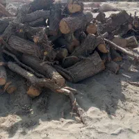 برشکاری و قطع درختان با اره بنزینی