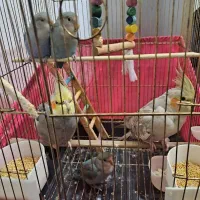 فروش طوطی برزیلی و عروس هلندی ۵۰۰